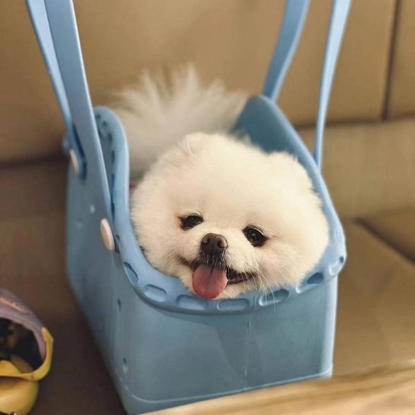 Lightweight Waterproof EVA Pet Handbag